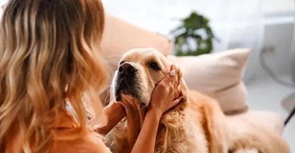 大象配资 狗狗心里的好主人：这3个特质你有吗？