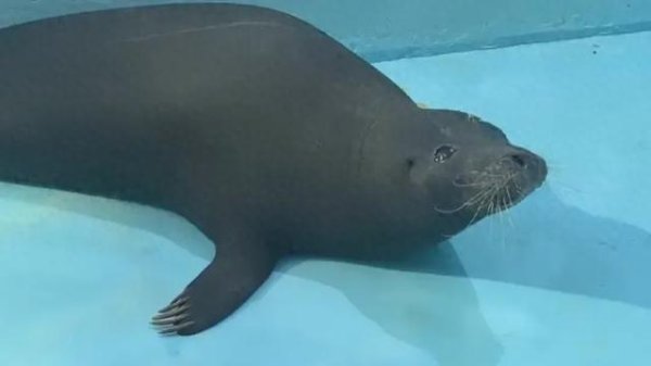 启盈优配 海豹“阿侬”初步体检结果公布：初步判定为国家一级保护动物斑海豹，全身毛发脱落严重